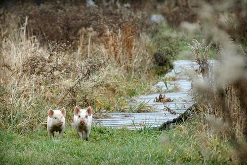 我們的環(huán)境會(huì)好嗎？——“數(shù)說(shuō)”大氣、水、土壤污染防治三大戰(zhàn)役